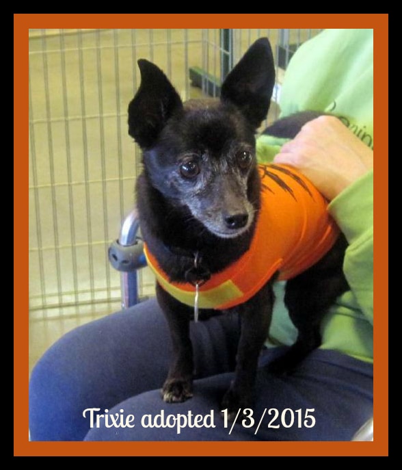 Trixie Adopted 1/3/2015